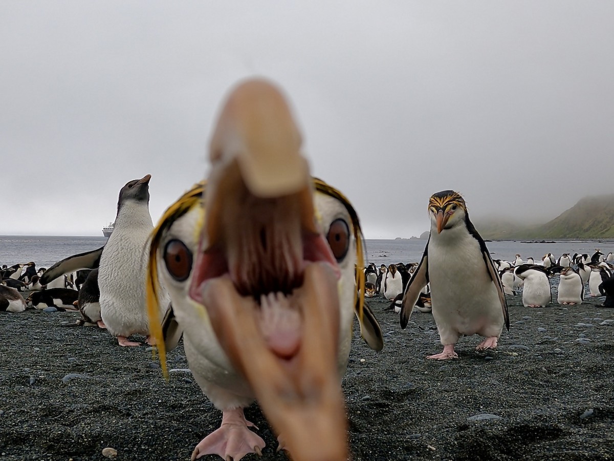 Royal Penguin - ML646776550