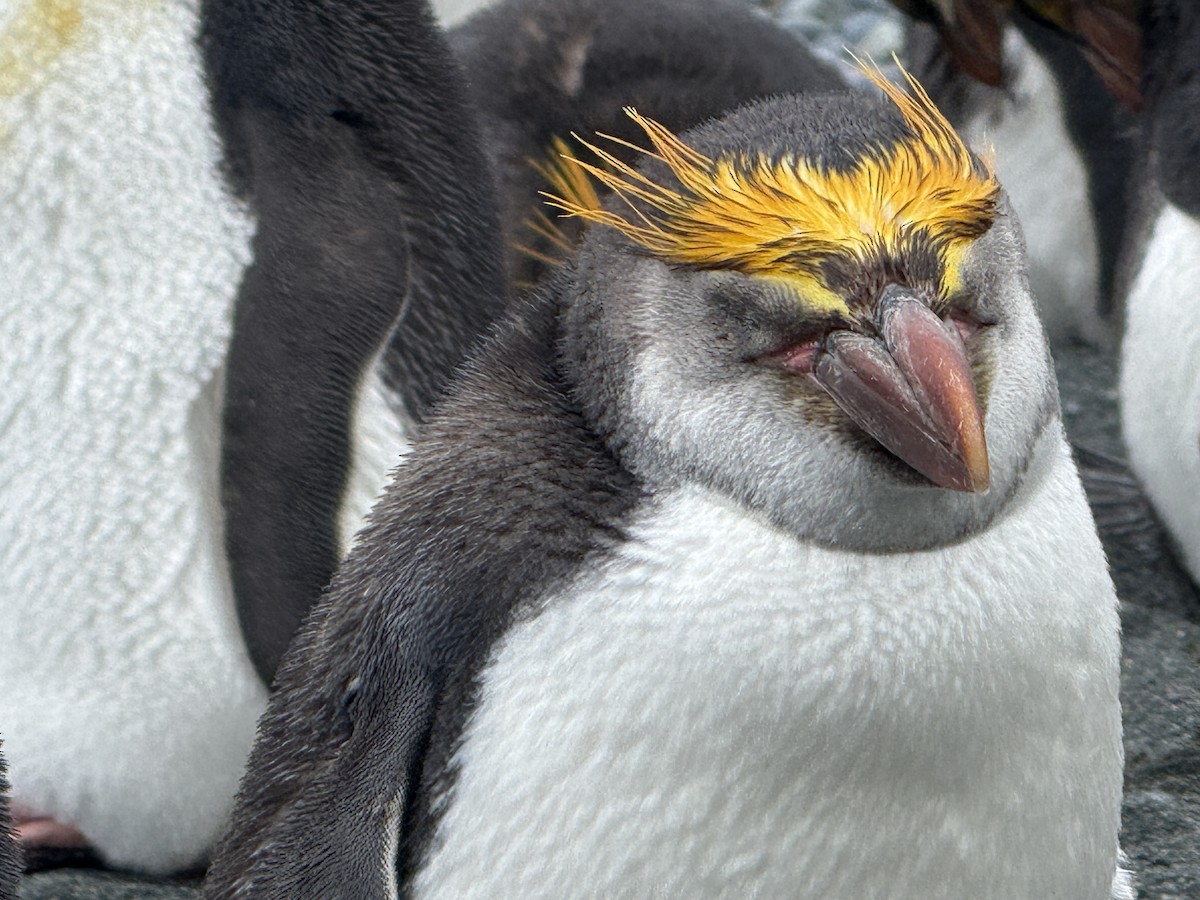 Royal Penguin - ML646776551