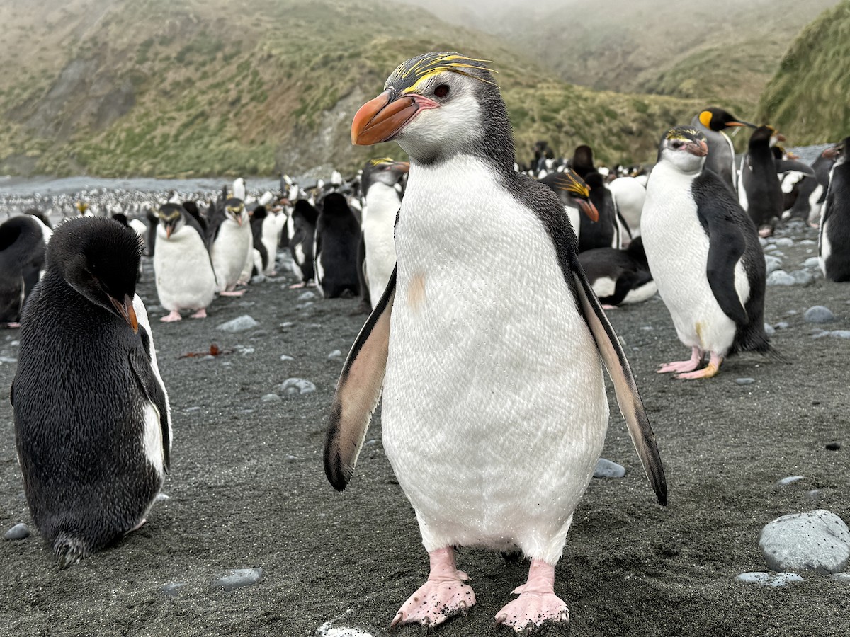 Royal Penguin - ML646776552