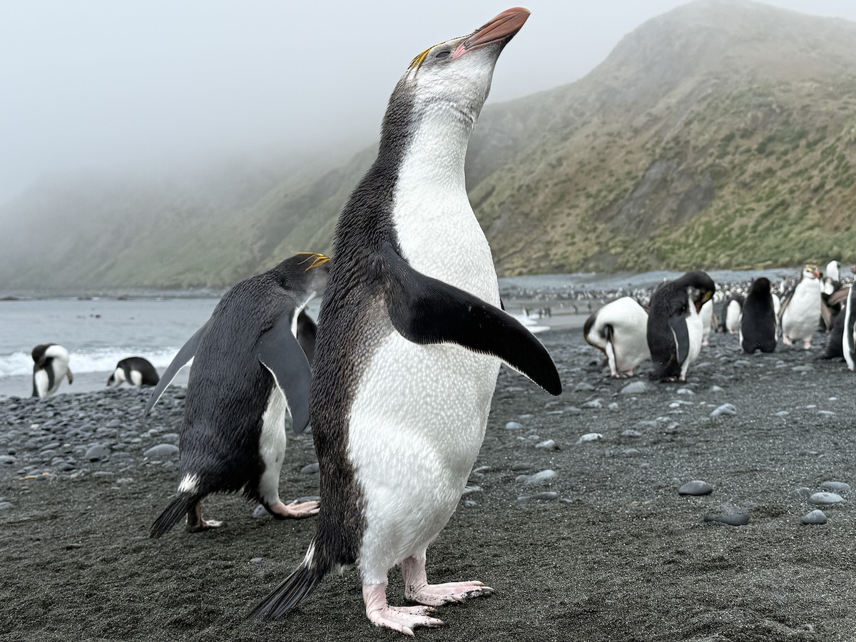 Royal Penguin - ML646776553