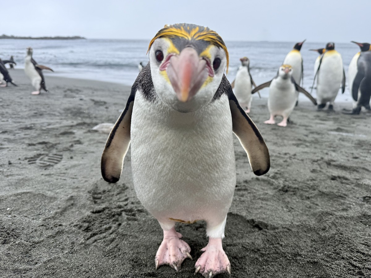 Royal Penguin - ML646776554