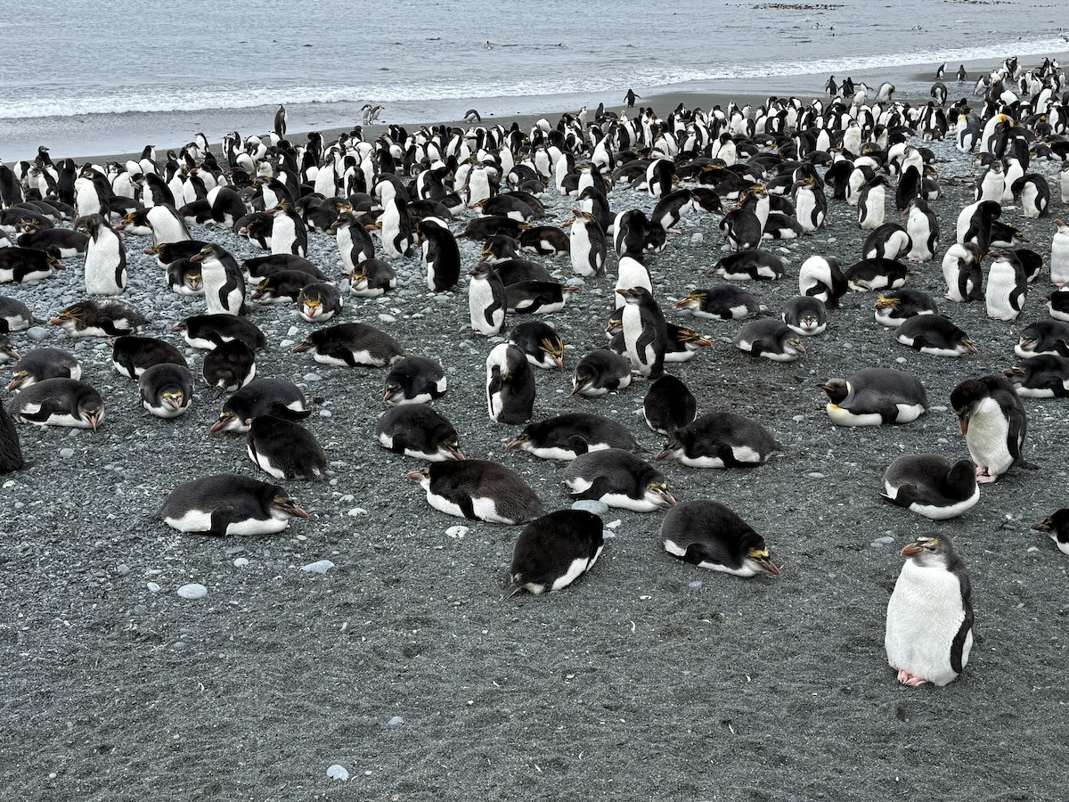 Royal Penguin - ML646776556