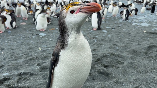 Royal Penguin - ML646776557