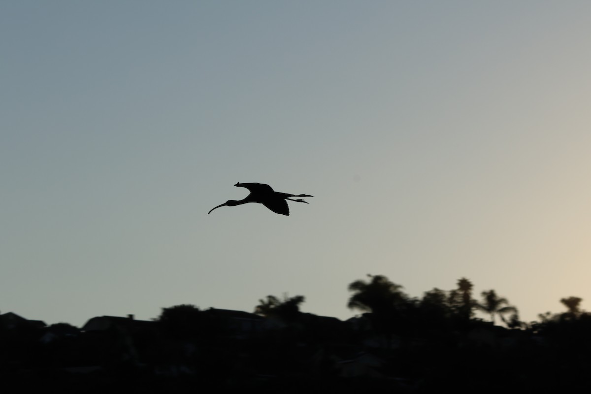 ibis americký - ML646776558