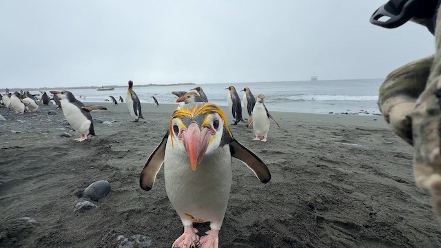 Royal Penguin - ML646776559