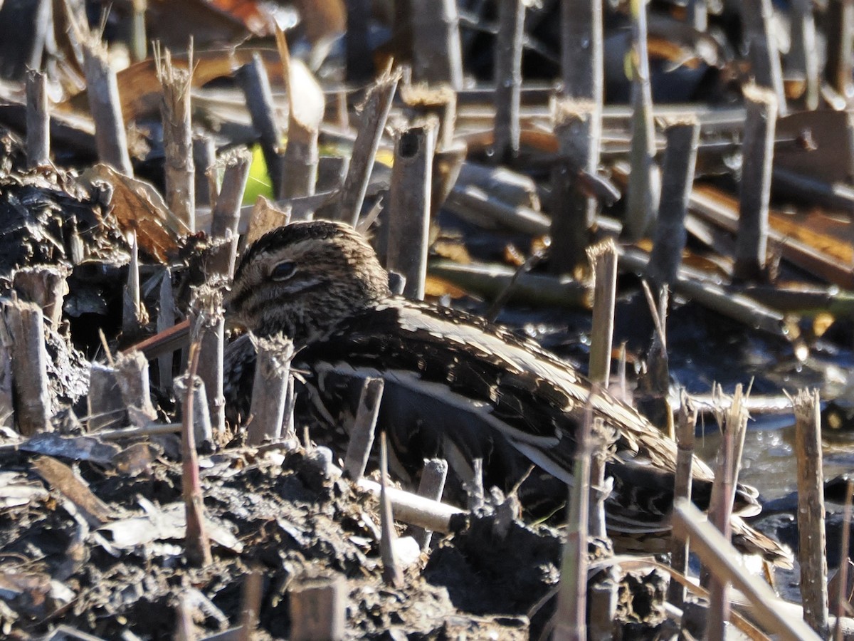 Istingor arrunta - ML646776561