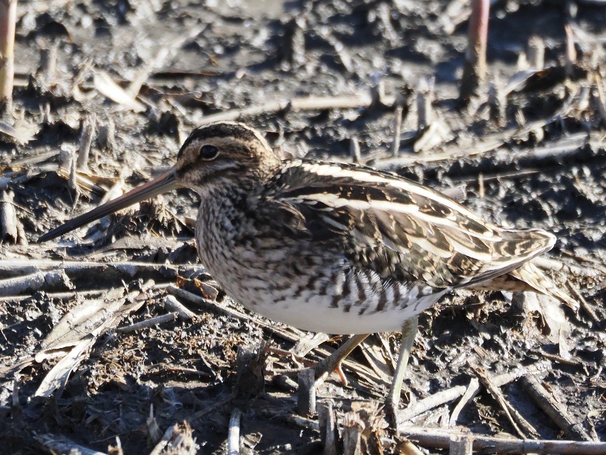 Istingor arrunta - ML646776562