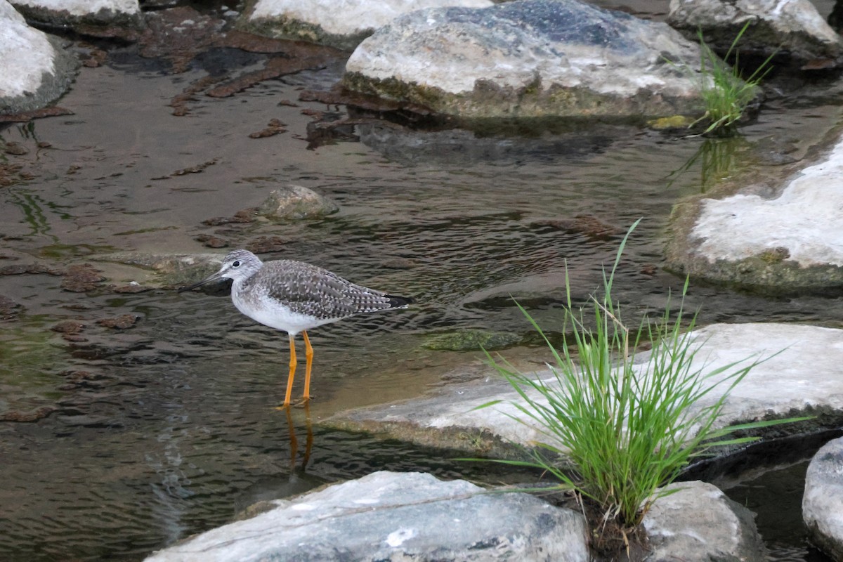 Kuliska hankahori handia - ML646776563