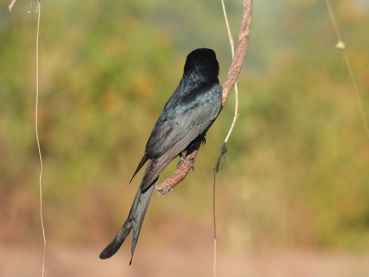 Black Drongo - ML646776564