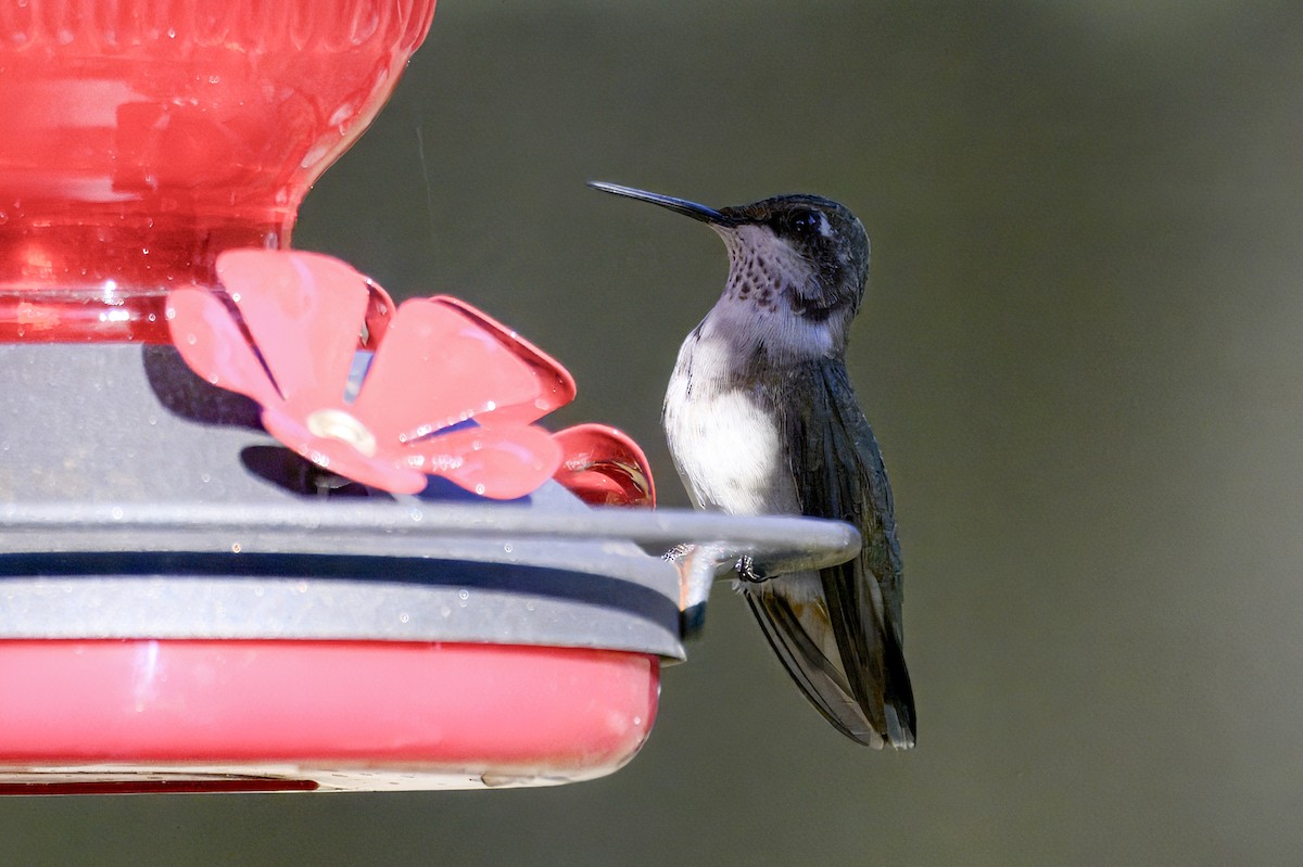 Ruby-throated Hummingbird - ML646776565