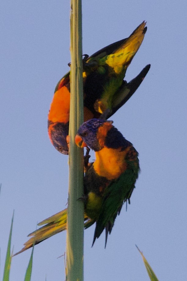 Red-collared Lorikeet - ML646776567