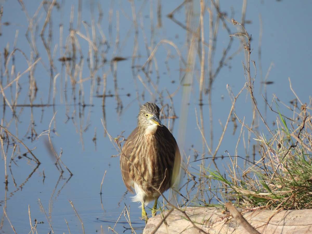 Indian Pond-Heron - ML646776568