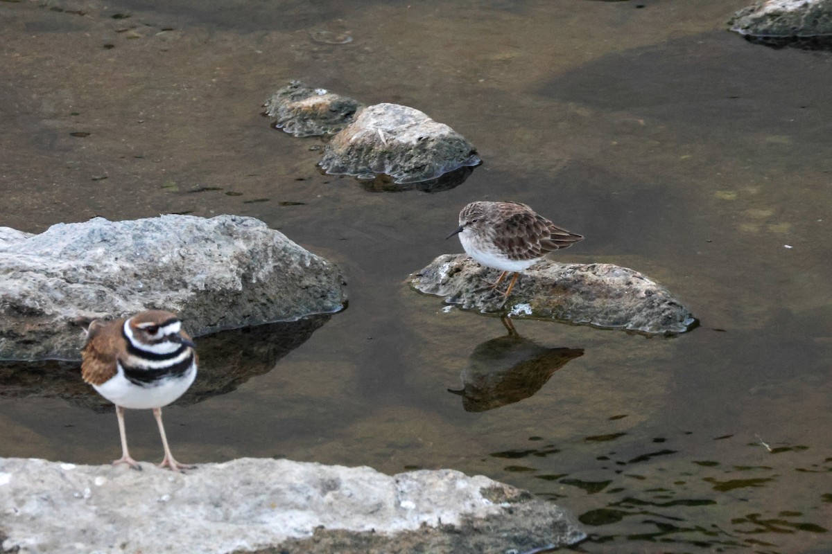 Txirri nanoa - ML646776569