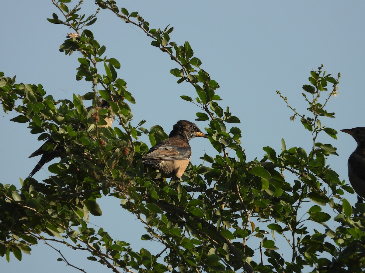 Arabazozo gorrizta - ML646776570