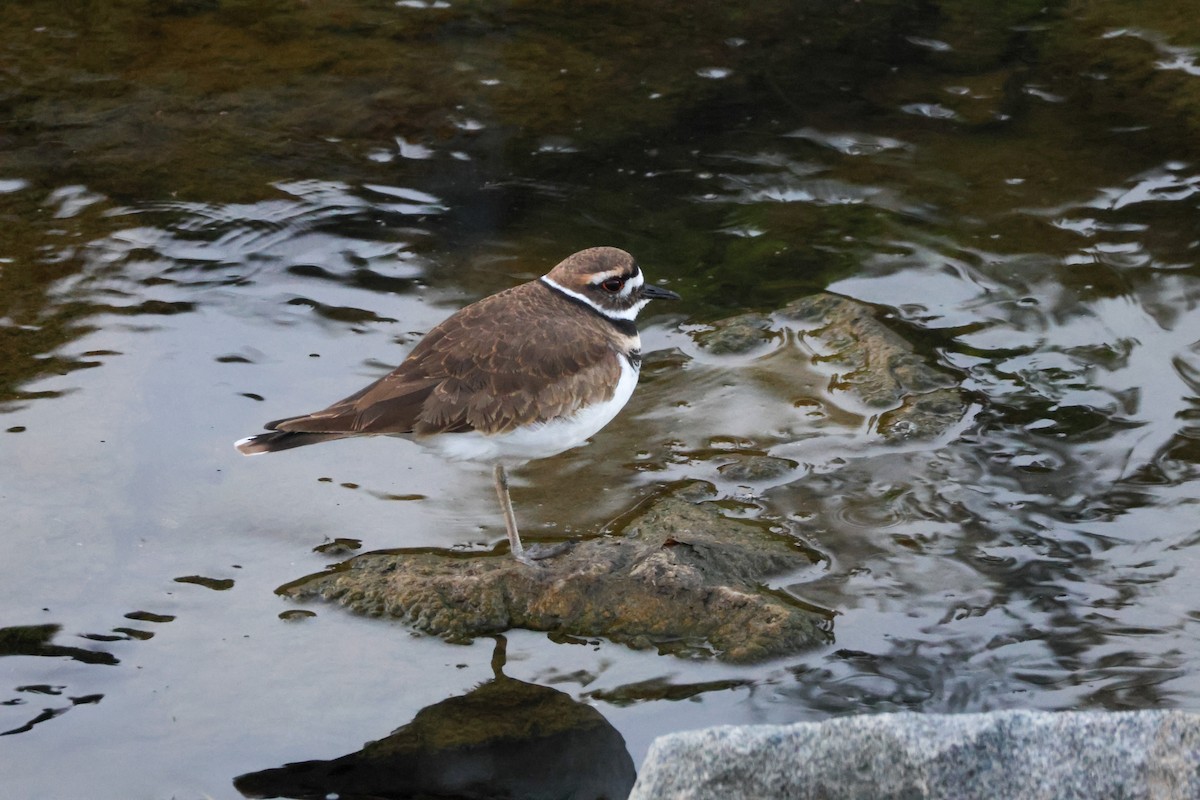 Kildir txirritxoa - ML646776571