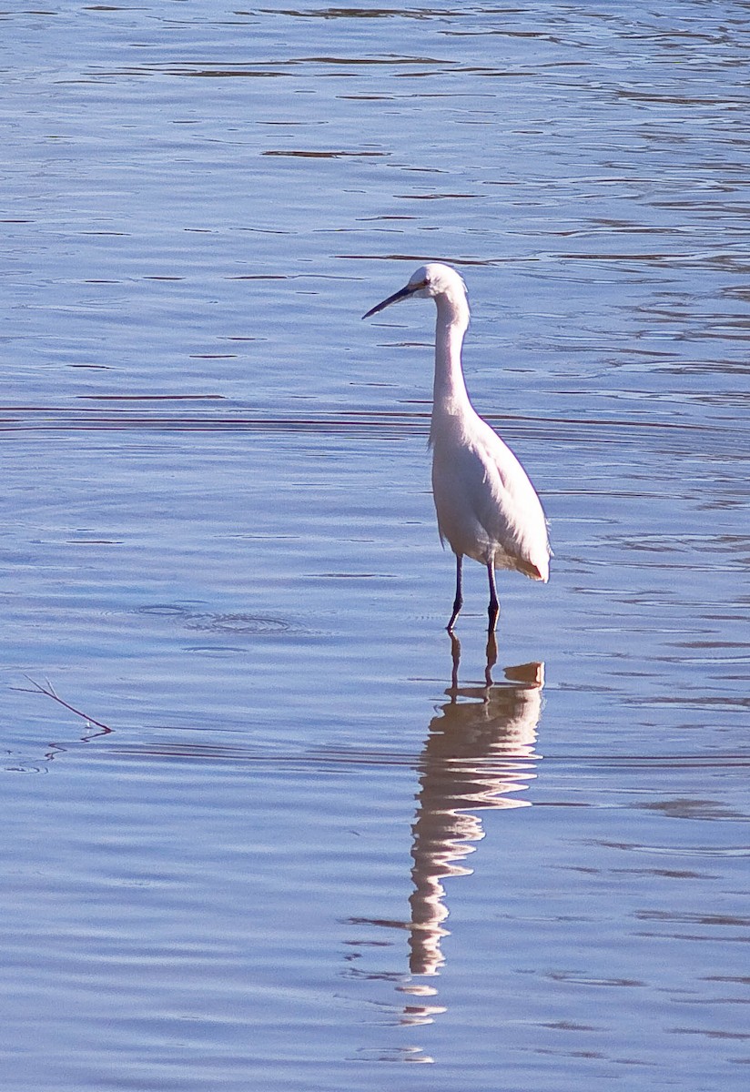 Snowy Egret - ML646776572