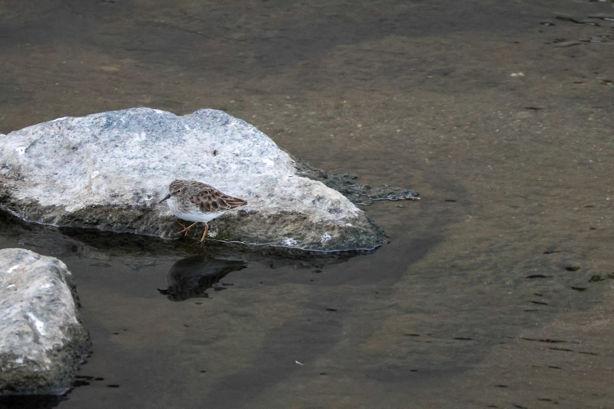 Txirri nanoa - ML646776573