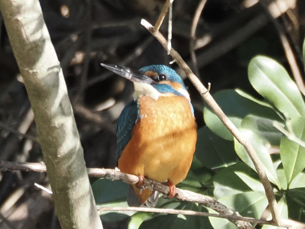 Martin arrantzalea - ML646776574