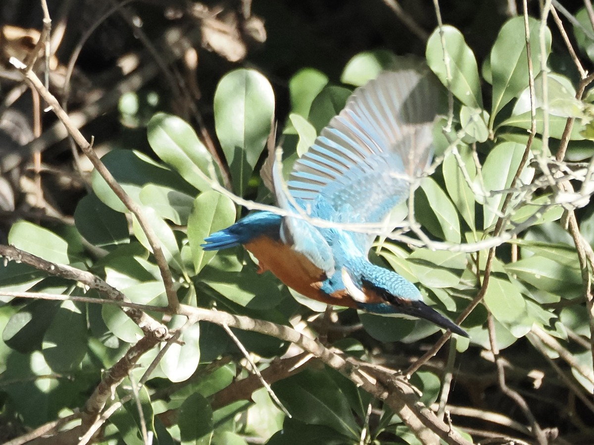 Martin arrantzalea - ML646776575