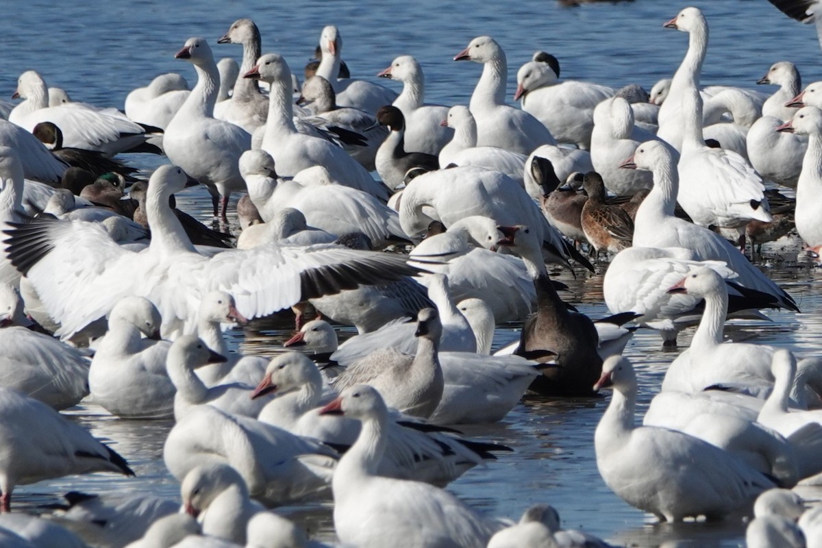 Elur-antzara - ML646776576