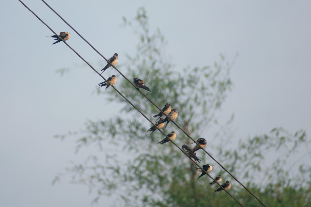 Enara ipurgorri ekialdetarra - ML646776578