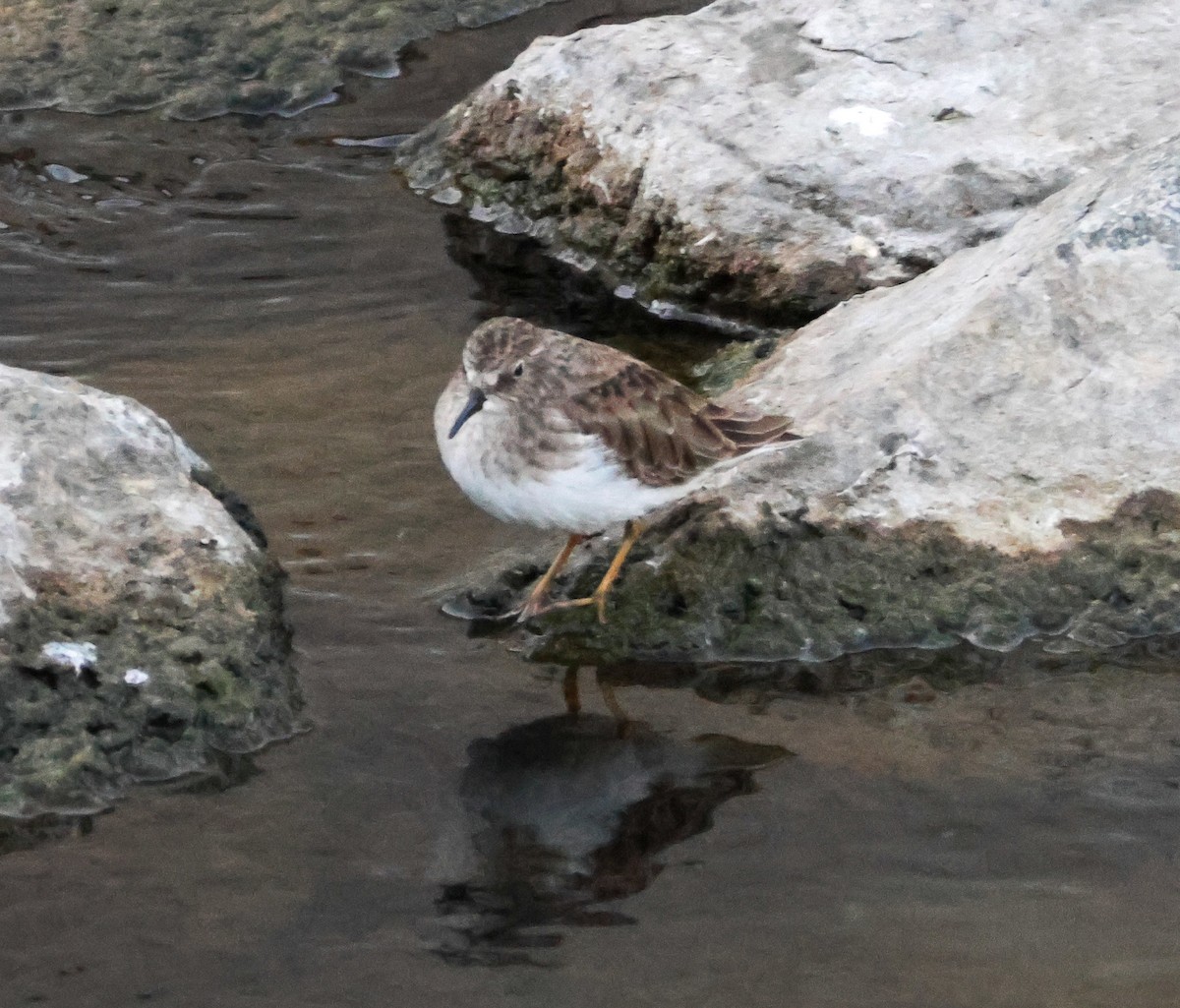 Txirri nanoa - ML646776579