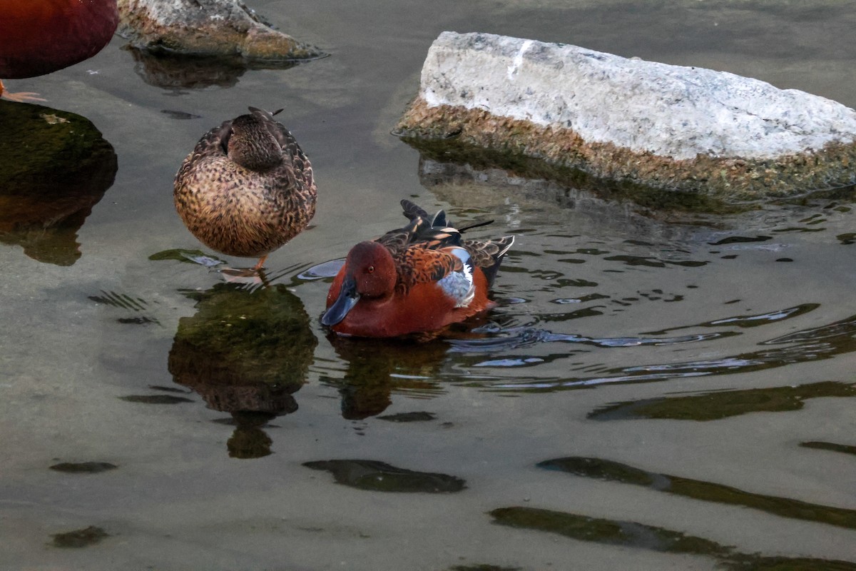 kaneland - ML646776581