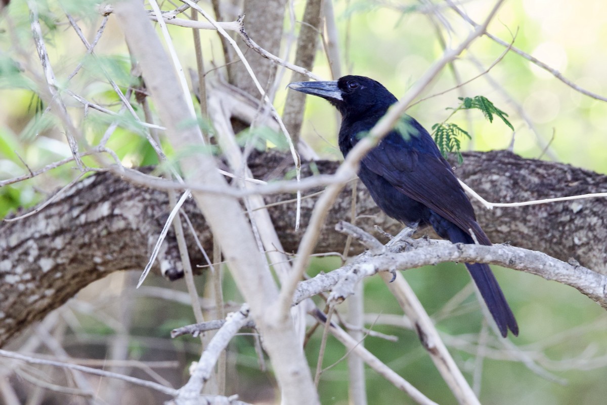 Kara Kasapkuşu - ML646776582