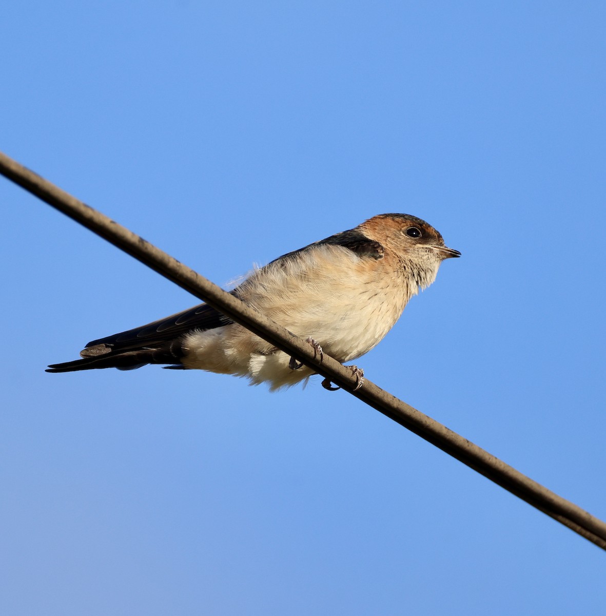 Golondrina Dáurica Occidental - ML646776587