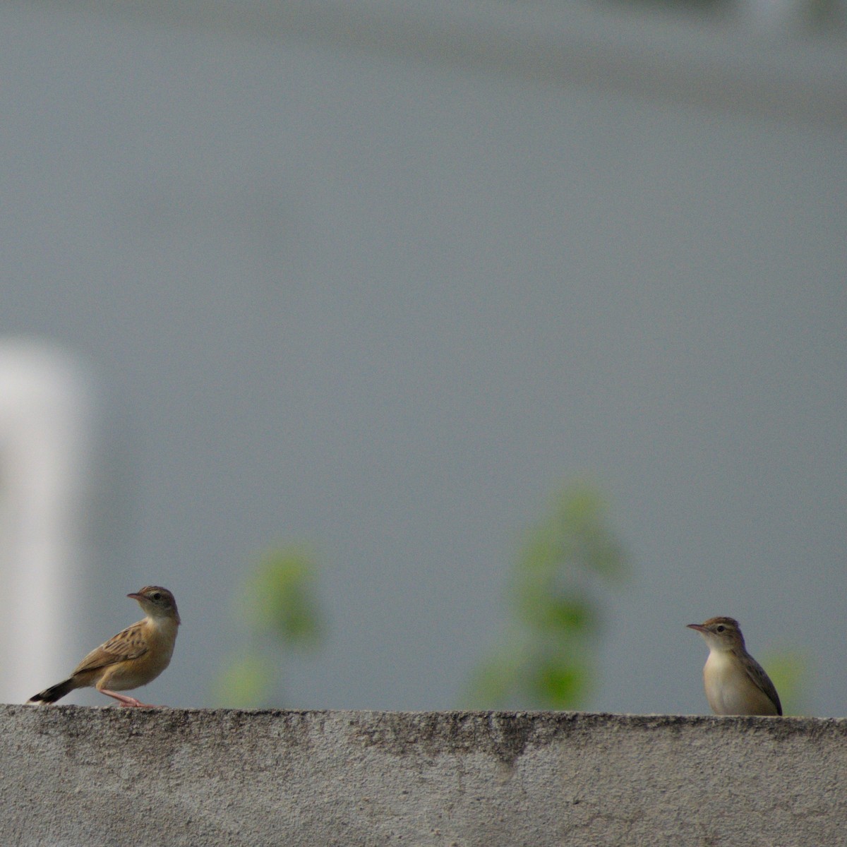 Zitting Cisticola - ML646776589