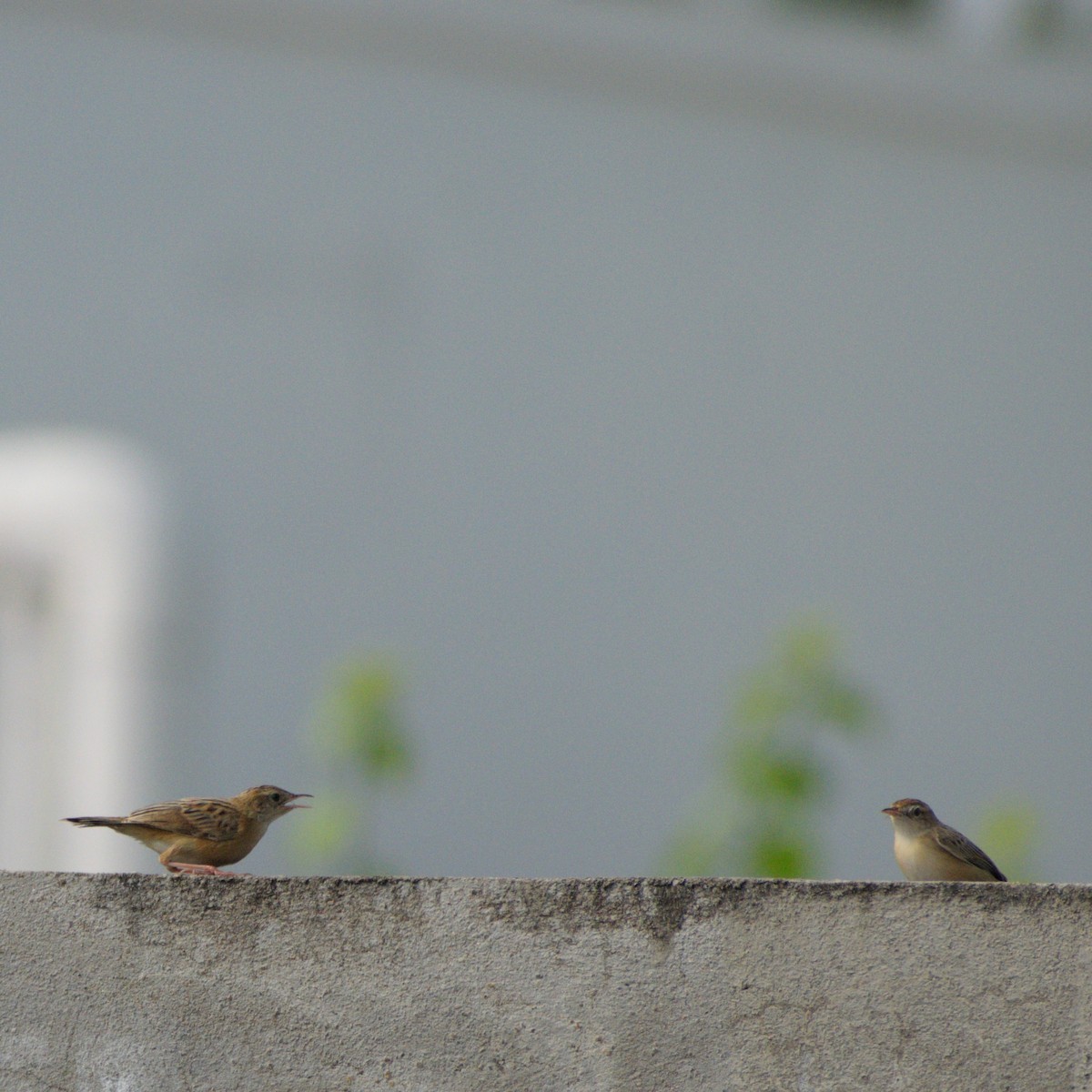Zitting Cisticola - ML646776591
