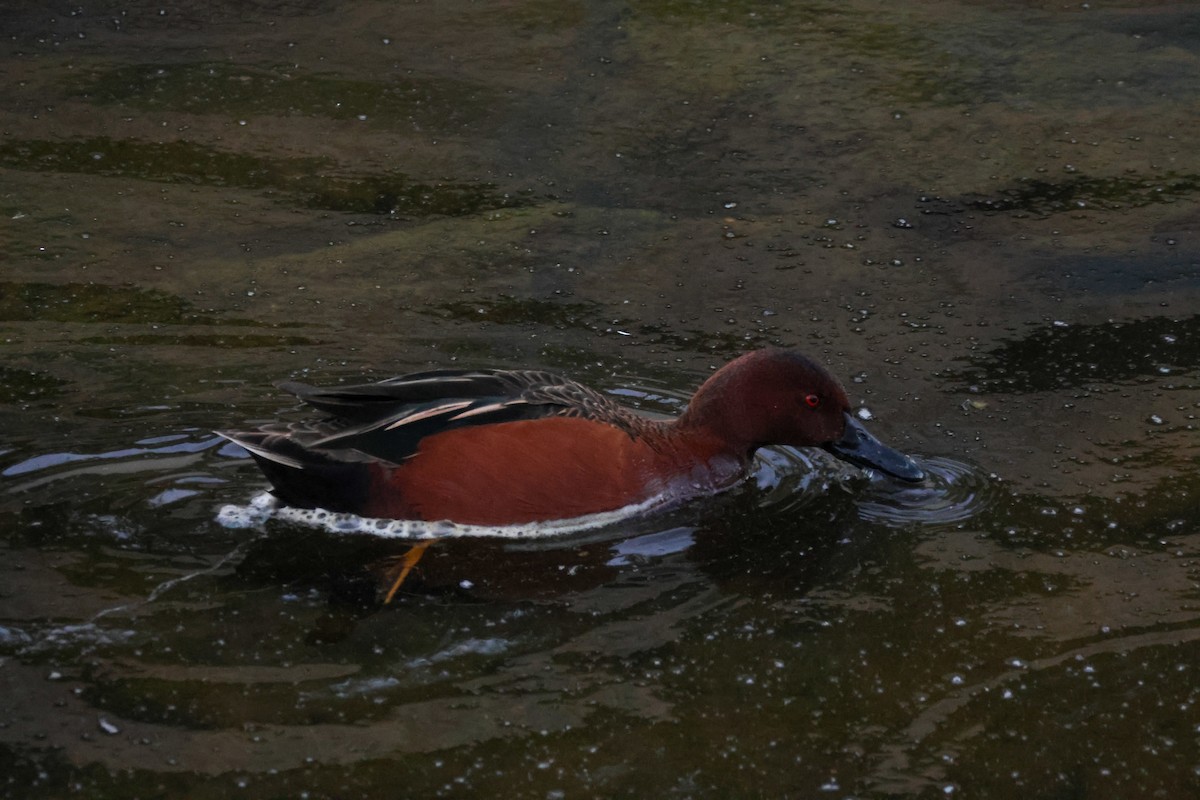 kaneland - ML646776592