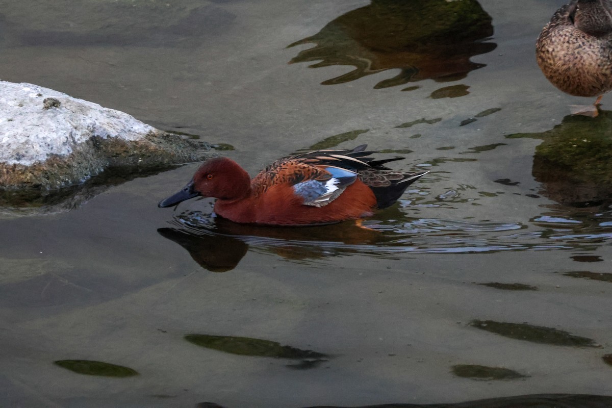 kaneland - ML646776593