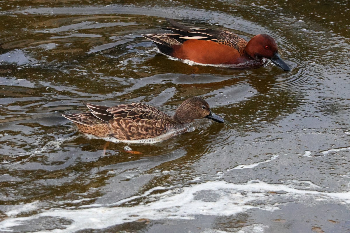 kaneland - ML646776594