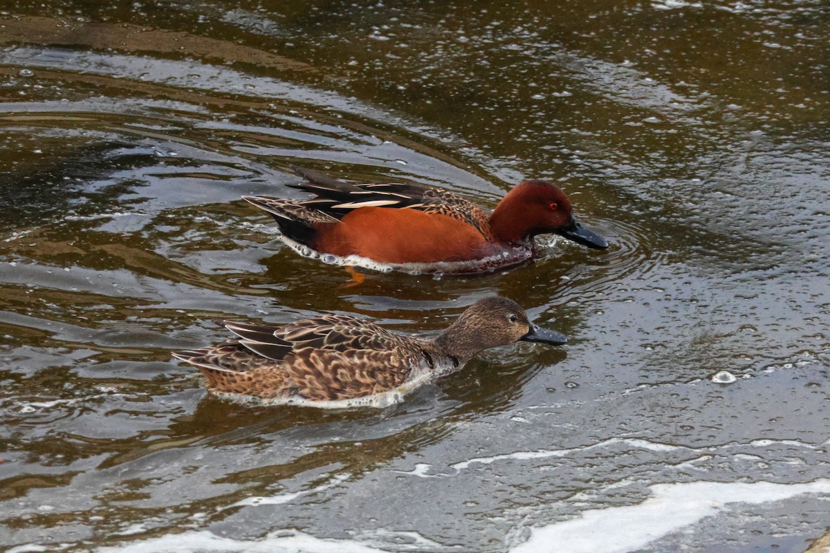 kaneland - ML646776595