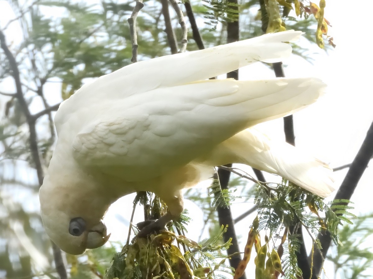 Küçük Korella Kakadusu - ML646776596