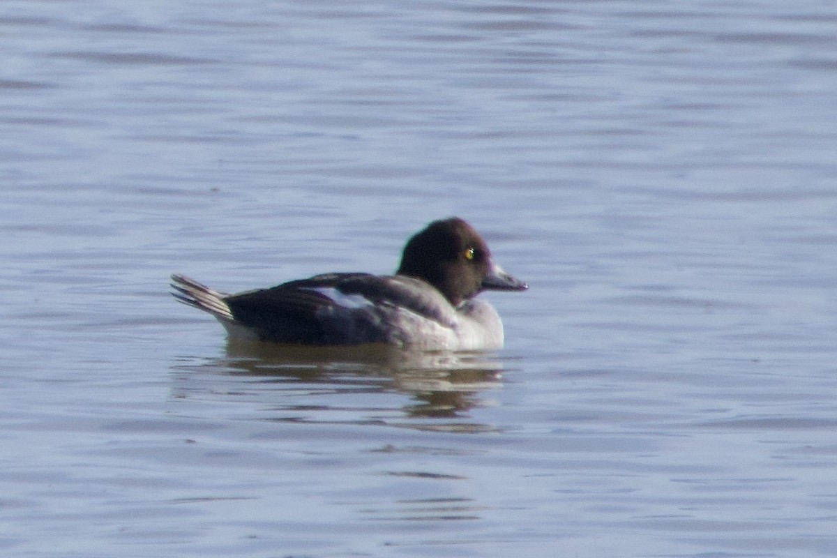 hohol severní - ML646776597