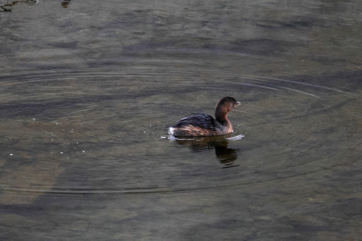 ringnebbdykker - ML646776598