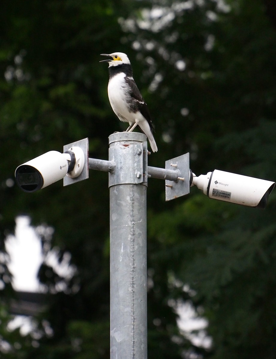 Black-collared Starling - ML646776601