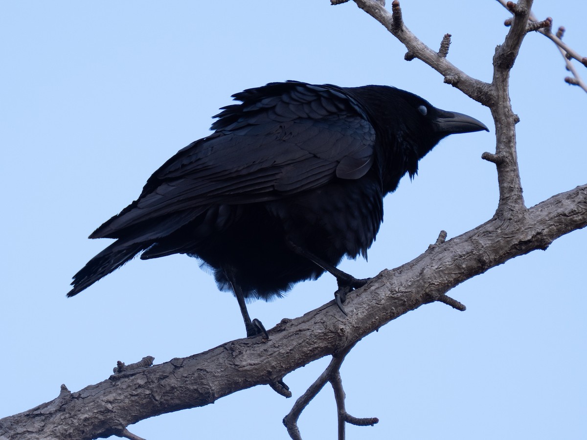 svartkråke - ML646776602