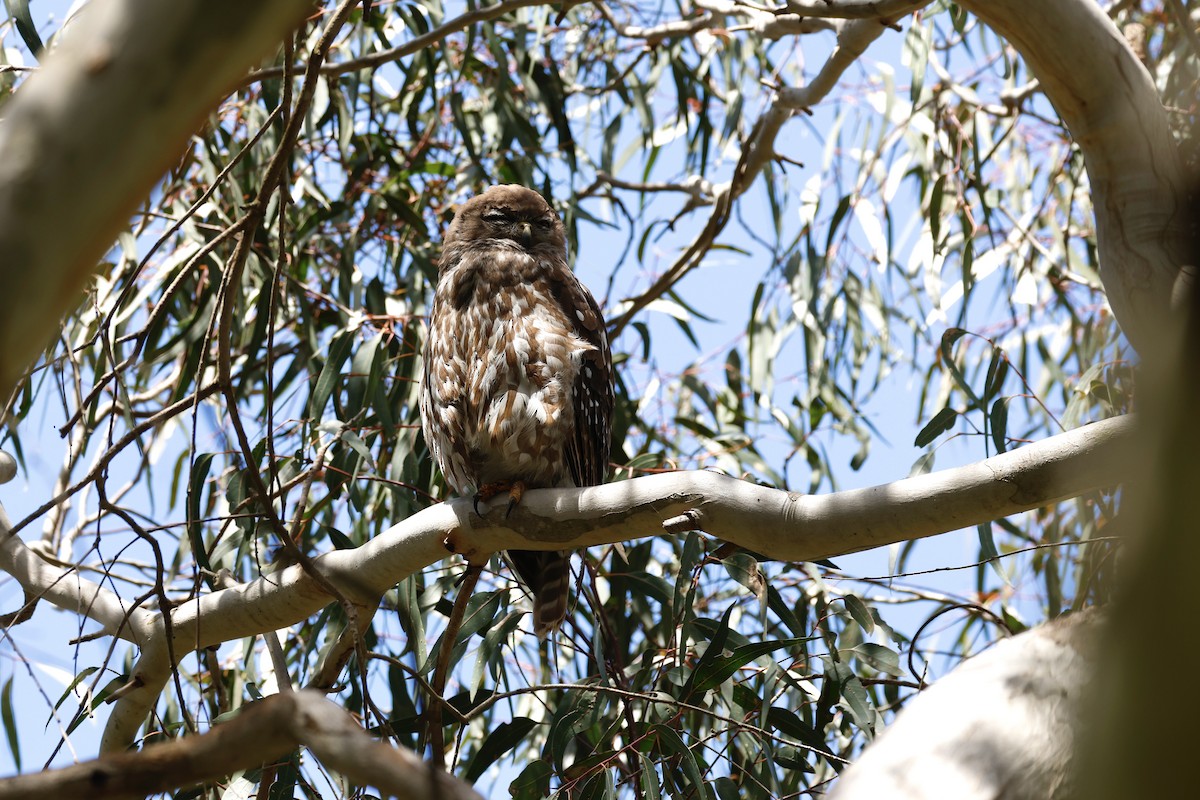 Barking Owl - ML646776603