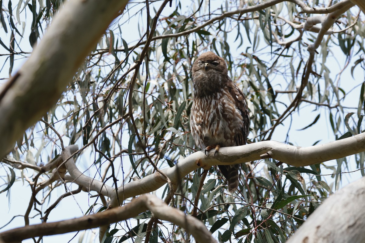 Barking Owl - ML646776604