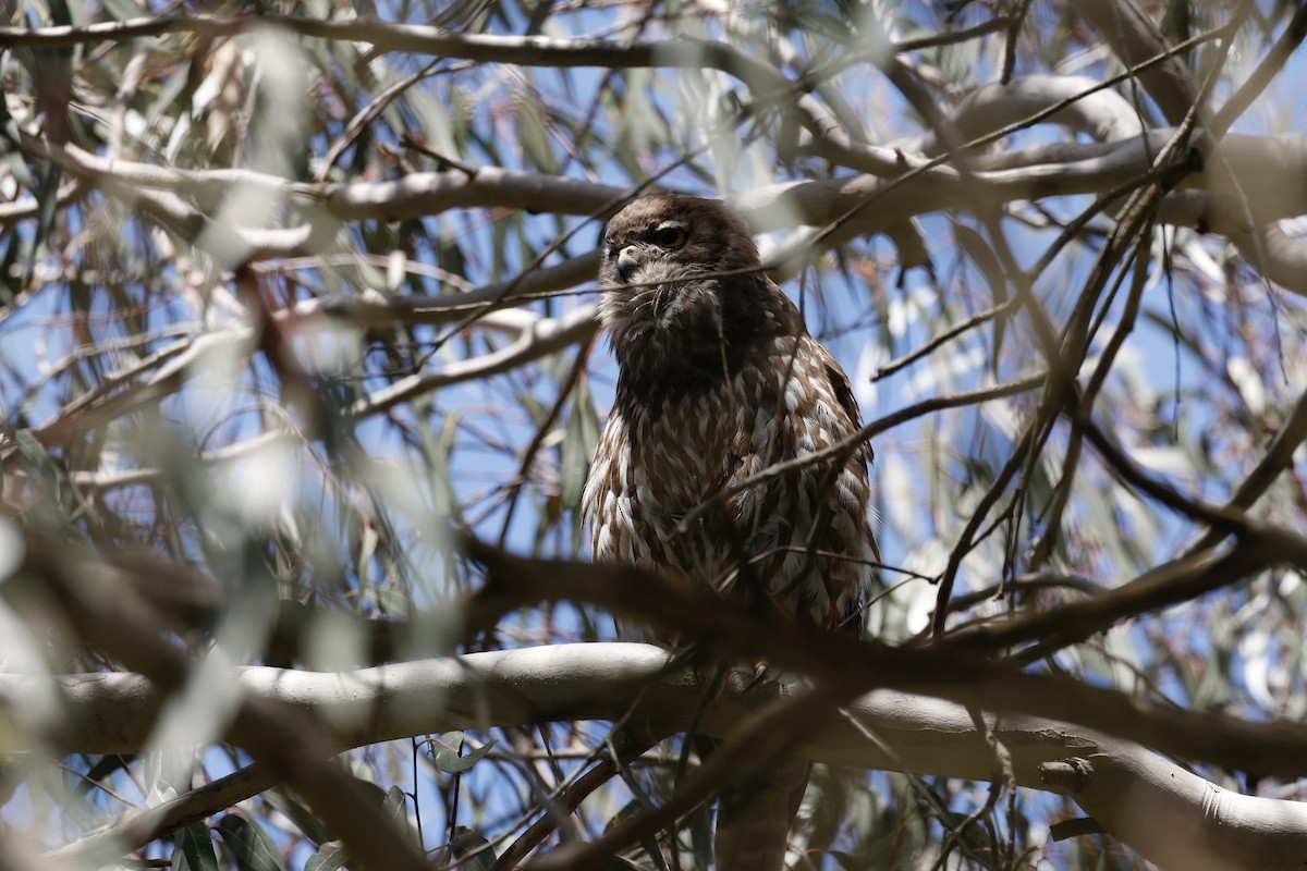 Barking Owl - ML646776605