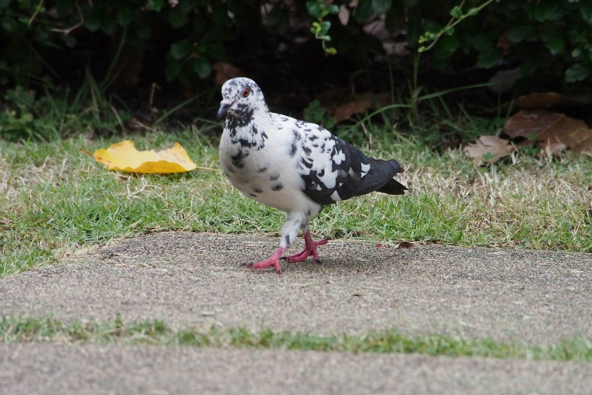 Haitz-usoa (etxekoa) - ML646776608