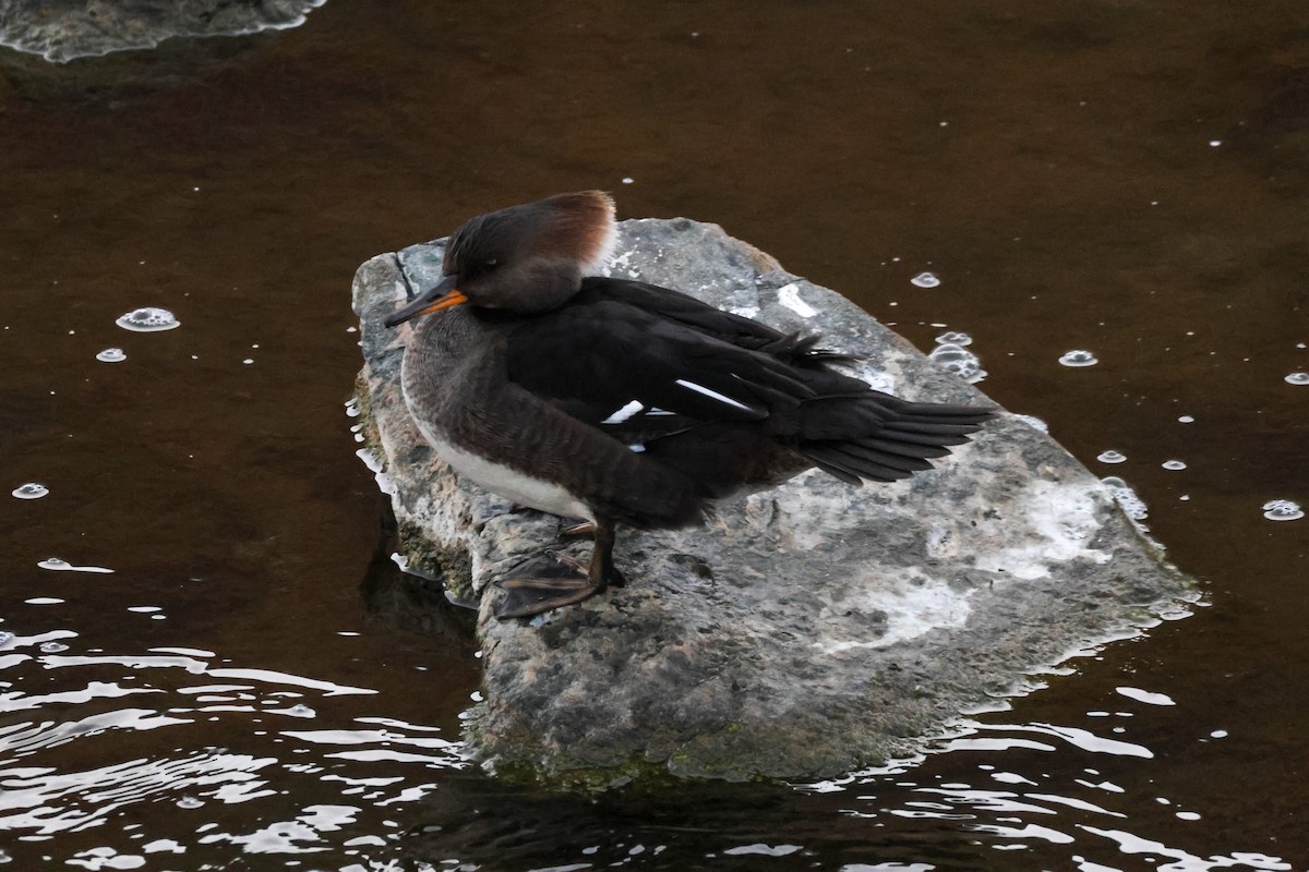 hjelmfiskand - ML646776609