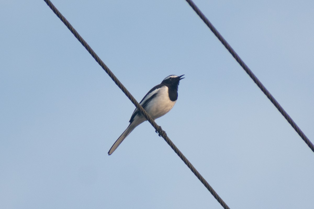 Lavandera India - ML646776610