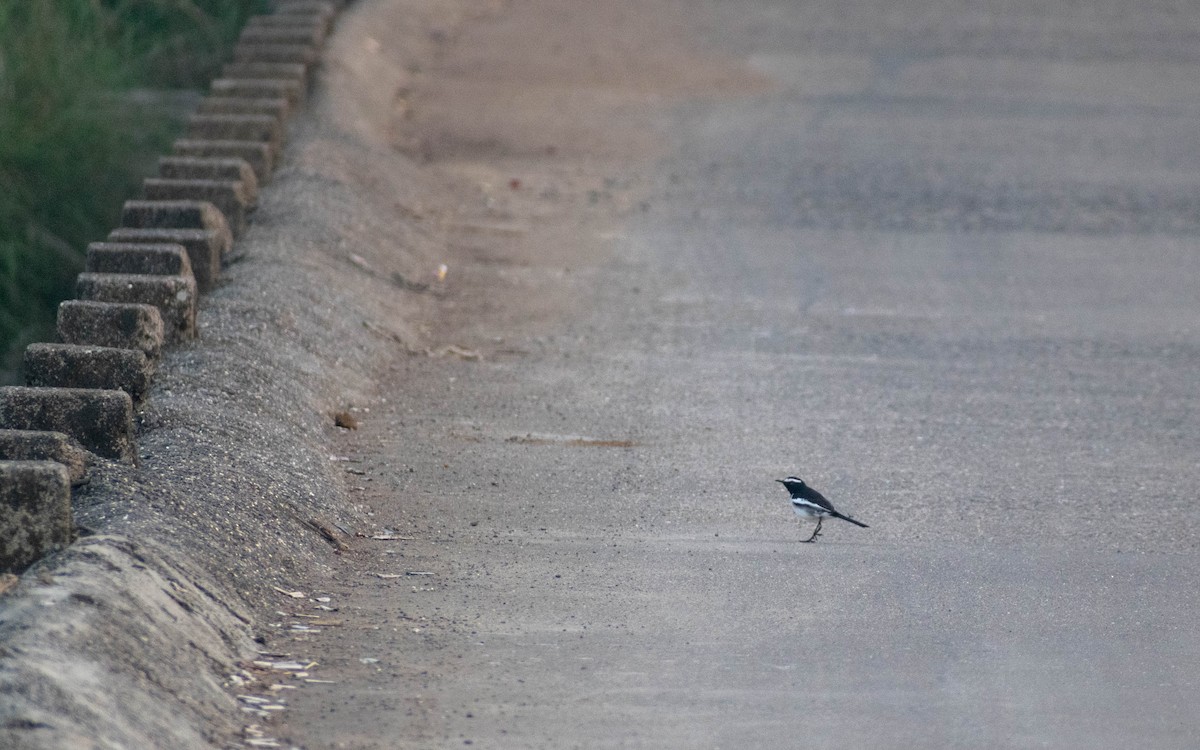 Lavandera India - ML646776611