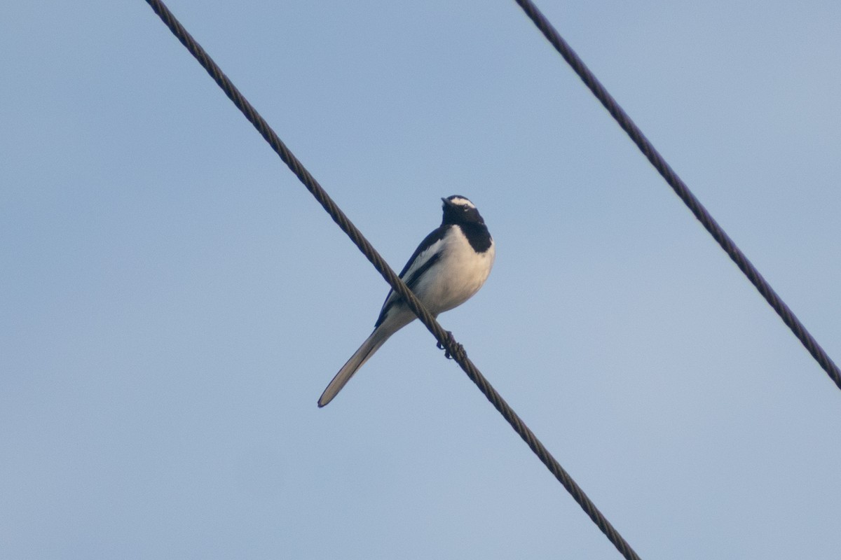 Lavandera India - ML646776612