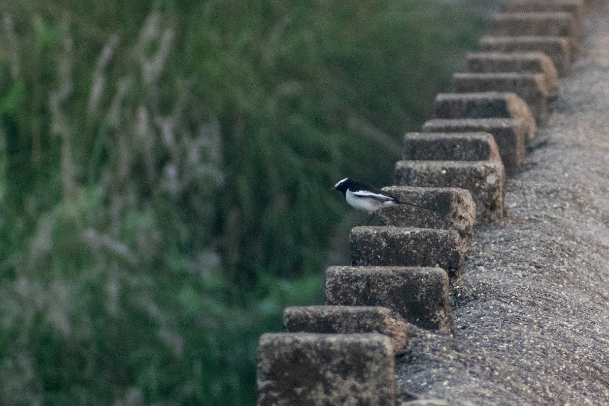 Lavandera India - ML646776613