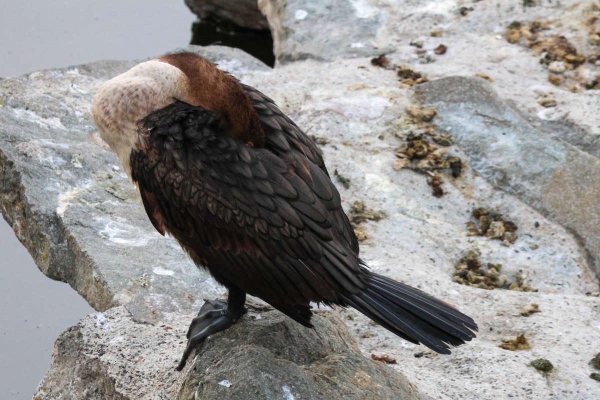 totoppskarv - ML646776614